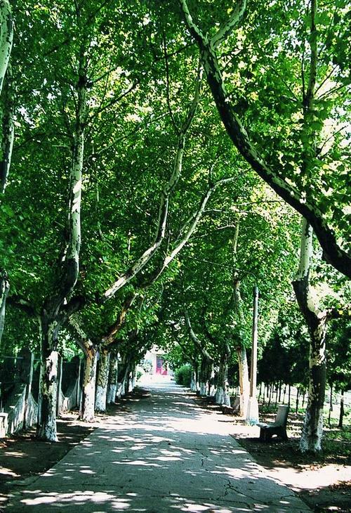 记忆中的梧桐树