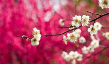 春天的名字叫绽放