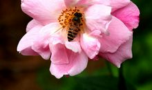 开在初冬的月季