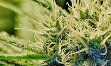 描写春草的作文