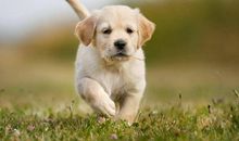 狗是人类的朋友