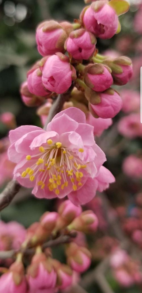 拉美花赞