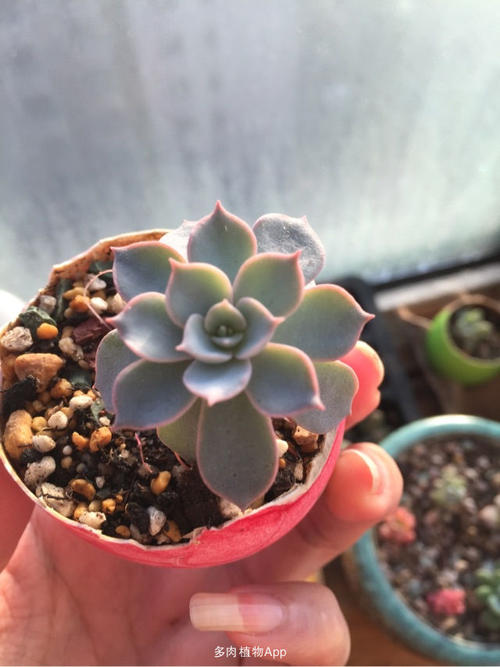 多肉植物生长更快
