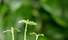 一颗发芽的种子