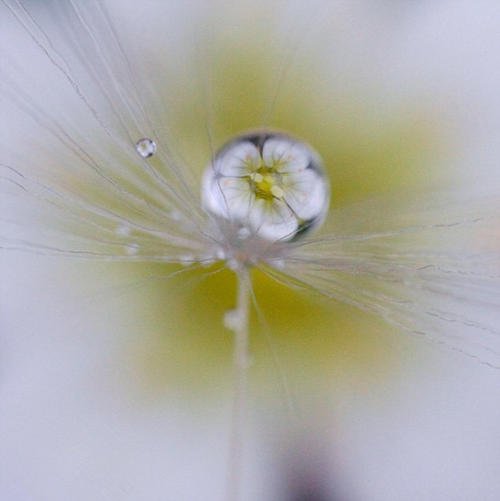 观察花的世界