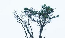 一棵树的命运作文