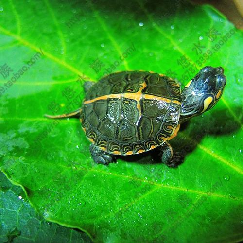 我的宠物-小乌龟