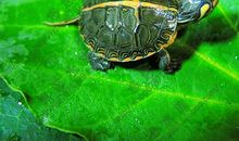 我的宠物————小龟