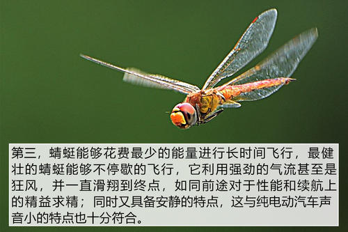 我变成了蜻蜓