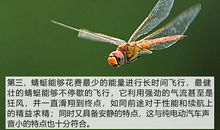 我变成了一只蜻蜓