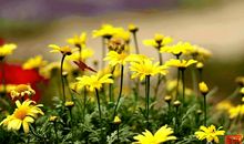 老西安的唐味——葫芦头