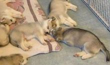 老虎的屁股摸的欢