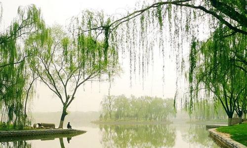 柳树的四个季节