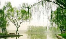 一棵柳树的四季经历