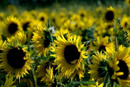 在那里，我绽放了勇敢的花朵