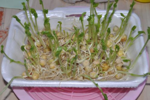 豌豆芽