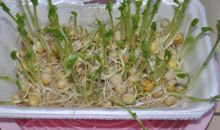 豌豆发芽