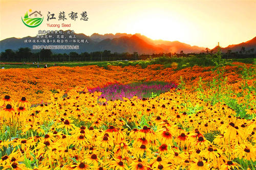 花海之旅
