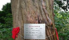 久别了“大树”