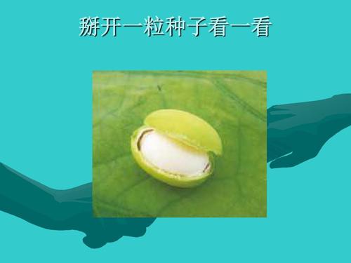 种子，美好的开始