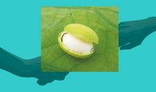 一粒种子，美丽的开始