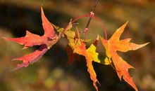 捕捉秋天的痕迹