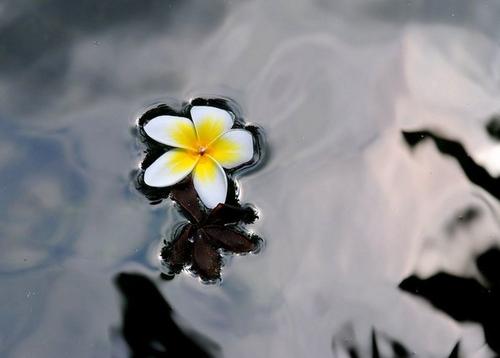 落花和流泉也
