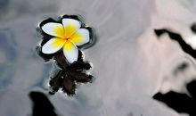 落花流水春去也