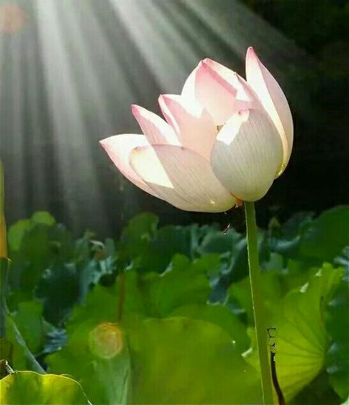 我爱莲花