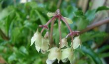 花落，不只是凋零