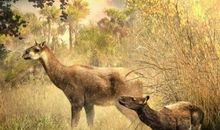 两个伟大物种的碰撞