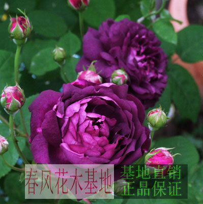 紫光公园四个季节