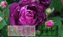 四季的紫光公园