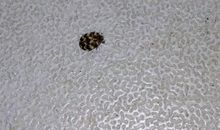 课桌上的小虫子