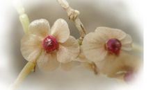 种子发芽作文500字