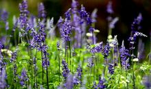 活得和花儿一样绚烂