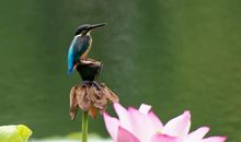 想成为鸟儿的小荷