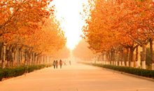 秋姑娘来到校园