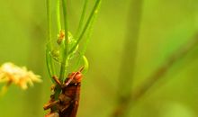 有趣的昆虫世界