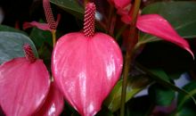 振兴花卉城半日游