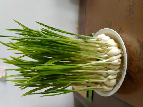 我的小蒜芽