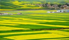 春之信者——油菜花