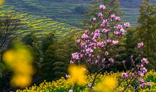 我眼中最美的春天