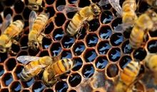 难忘的蜜蜂园之旅