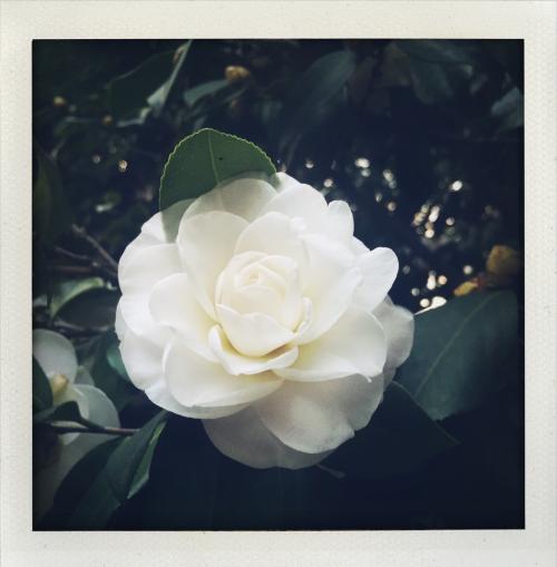 白花