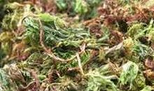 家乡的“伞把岩”