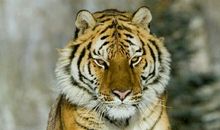 “老虎”惹不得