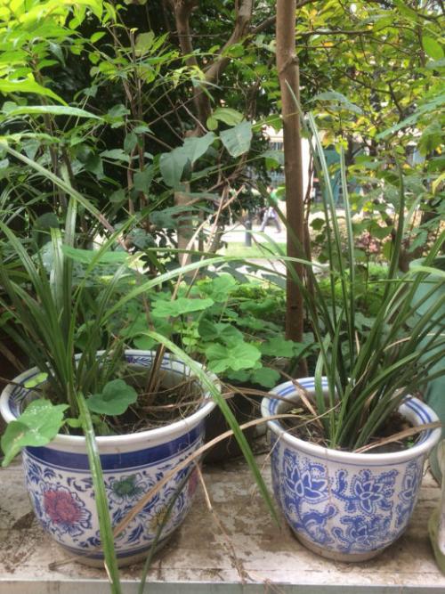 我的“花农”