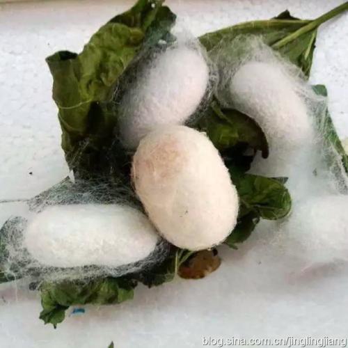 蚕的变态