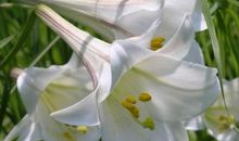 读心田上的百合花开有感